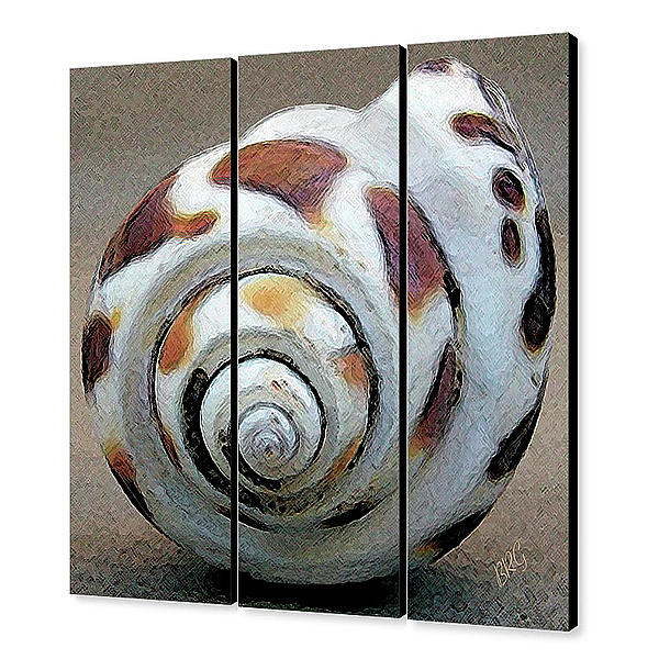Seashells Spectacular No 2 - triptych Photograph by Ben and Raisa Gertsberg