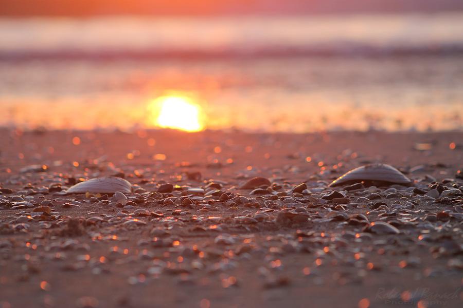 Seashells Suns Reflection Photograph by Robert Banach