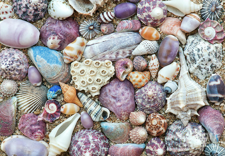Shell Photograph - Seashells by Tim Gainey