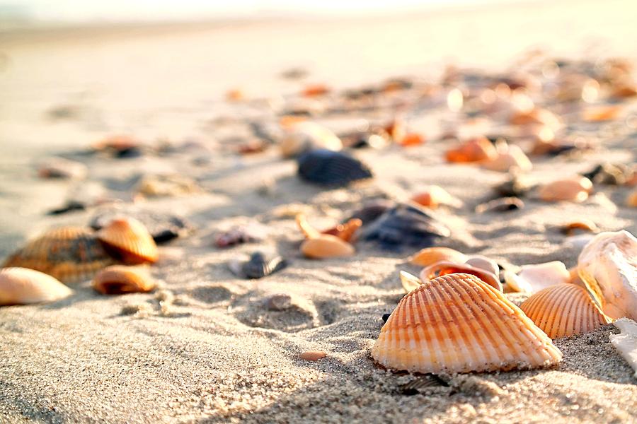 Photograph of Seashells on a Sandy Beach Tote Bag