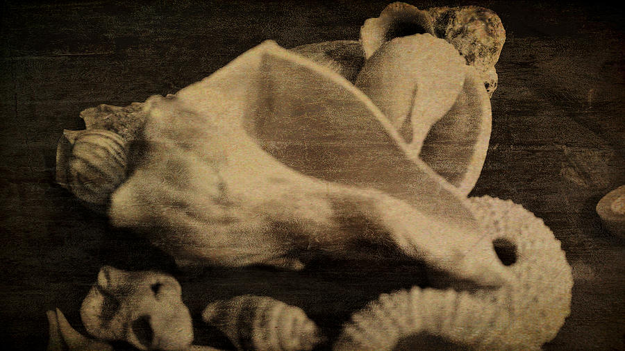 Seashells Vintage Digital Art by Cathy Anderson