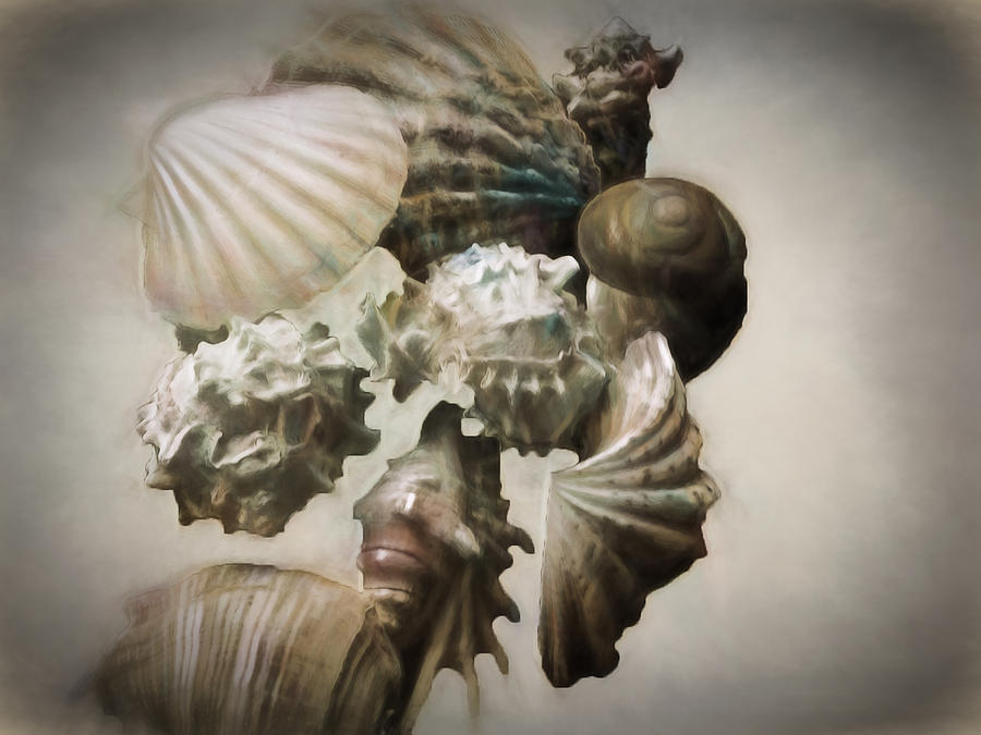 Seashells2 Digital Art by Cathy Anderson