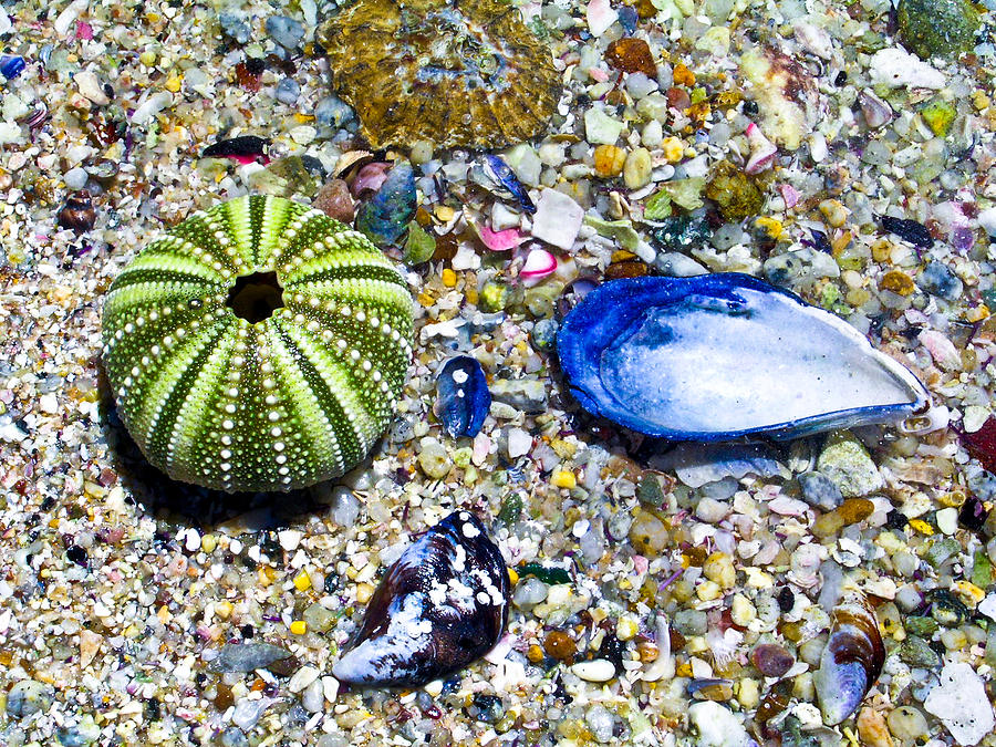 Seashore colors Photograph by Douglas Barnett | Fine Art America