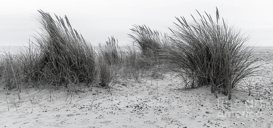 Seashore Grass Photograph