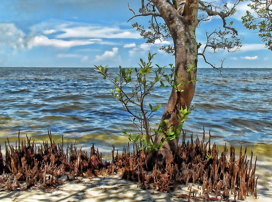 Seashore Mangrove Photograph by HH Photography of Florida
