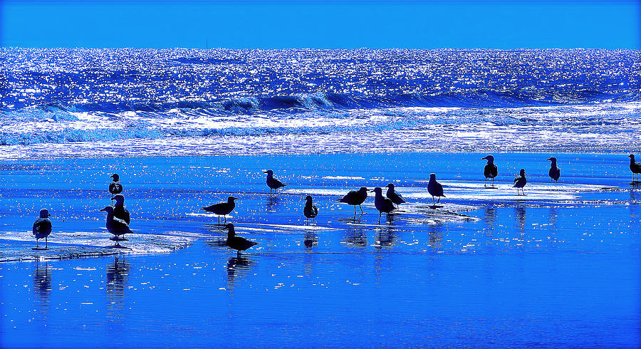 Seashore Serenade Photograph by Ira Shander