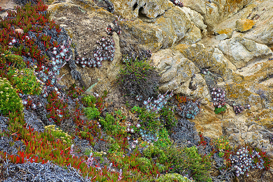 Seaside Cliff Garden in Point Lobos State Reserve near Monterey-California  Photograph by Ruth Hager