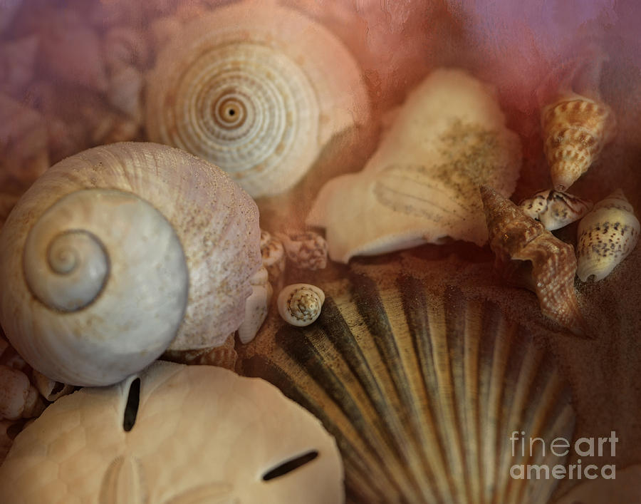 Shell Photograph - Seaside Collage by Barbara Rabek