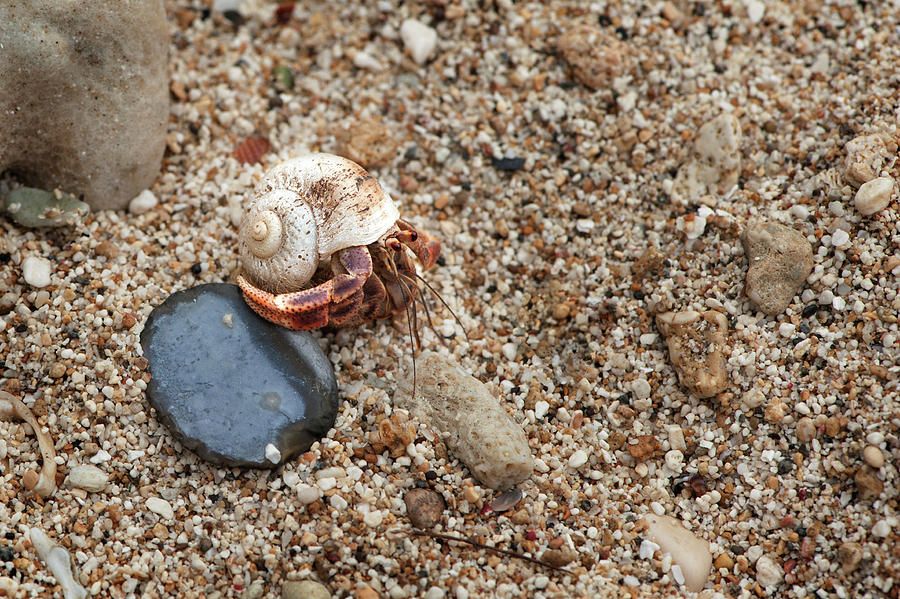 Seaside Condo 1 Photograph by Jill Love