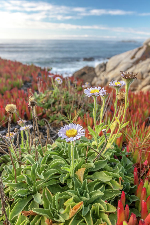 Seaside Daisies on a Rocky Coast Photograph by W Chris Fooshee