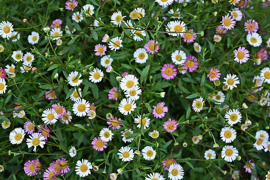 Sea Daisies Information