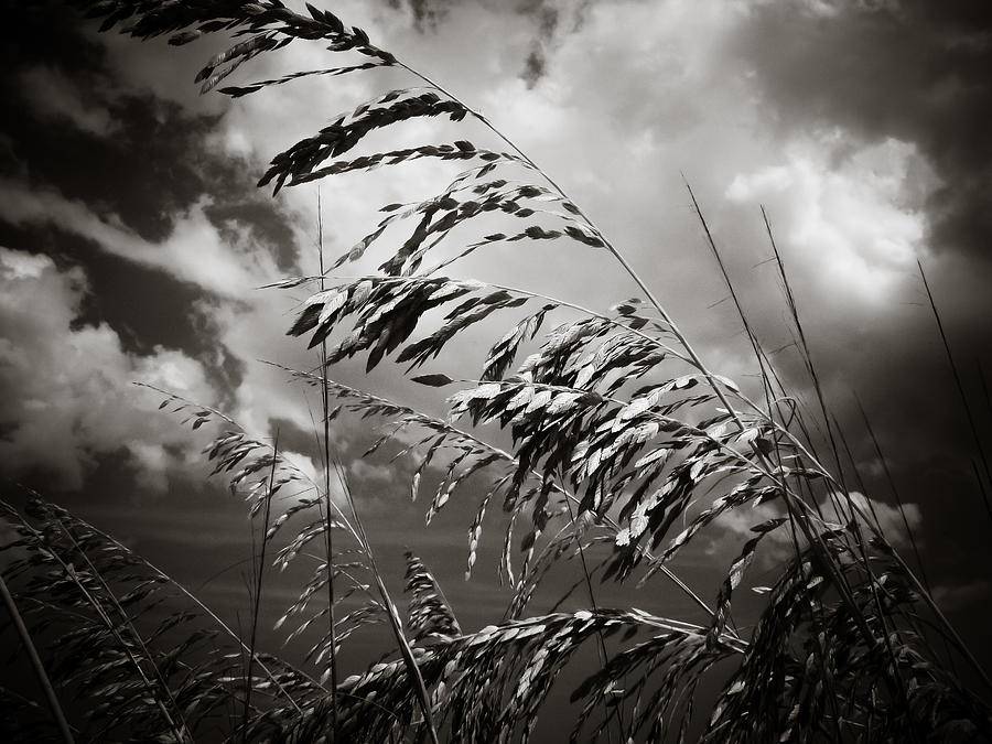 Nature Photograph - Seaside by Jessica Brawley