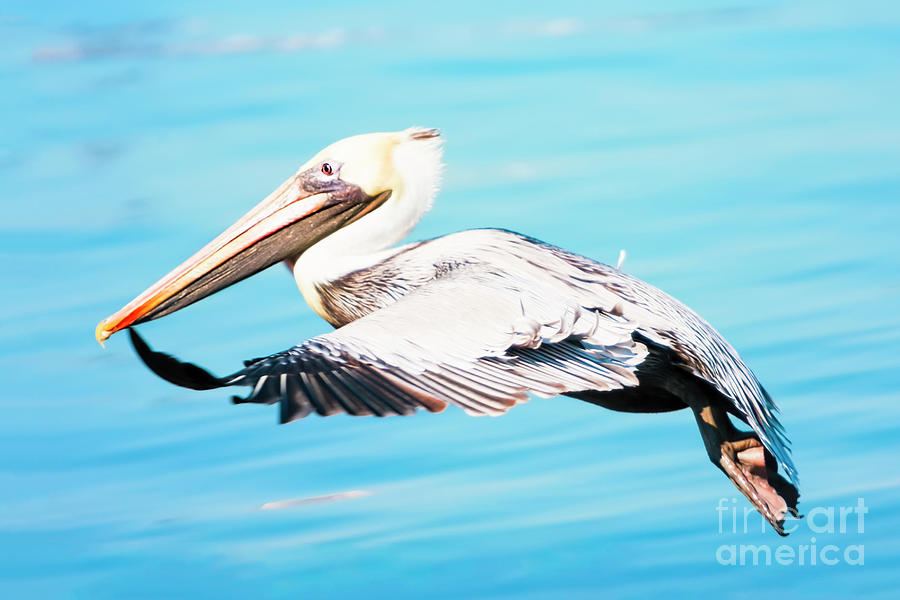 Pelican Photograph - Seaside Journey by Michael McStamp