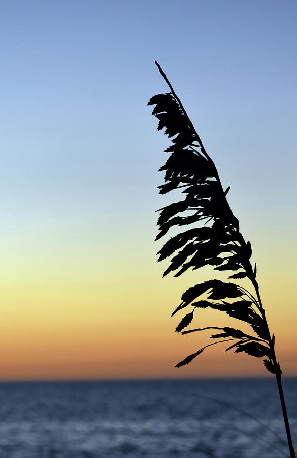 Seaside Oat Plant at Sunset Photograph by Larah McElroy