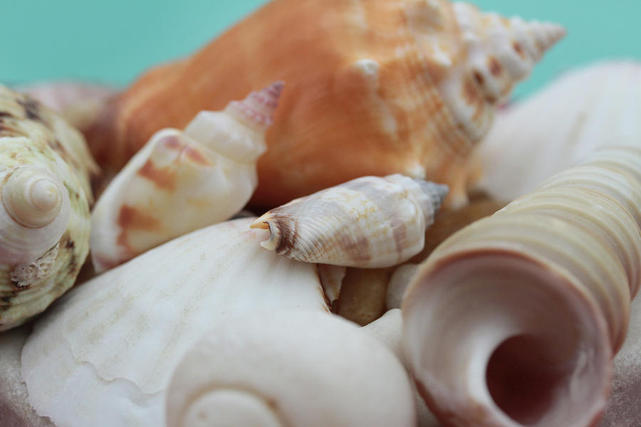 Seaside Seashells Photograph by Connie Handscomb