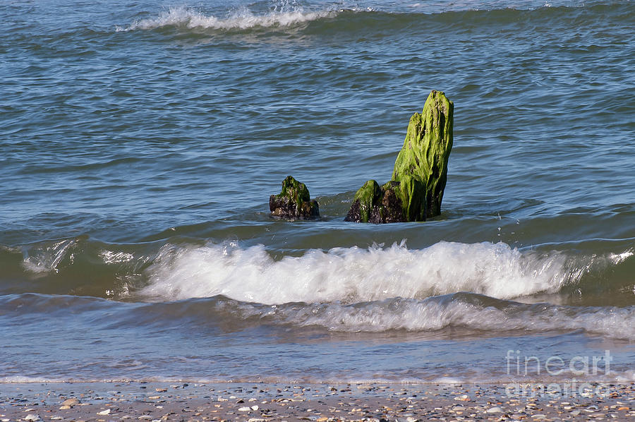 Seaside Stump Photograph by Bob Phillips