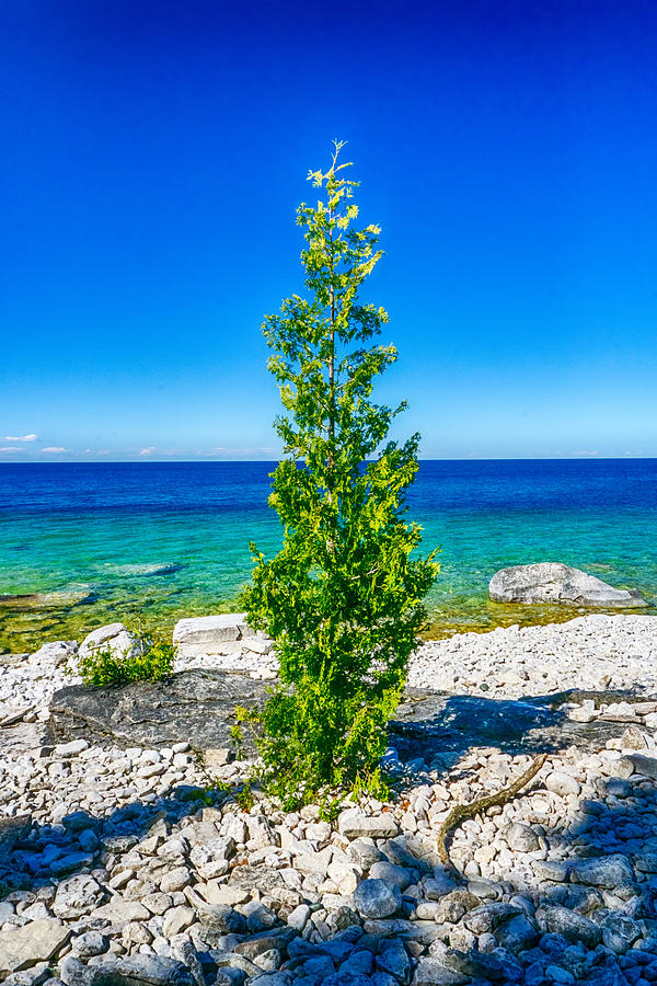 Seaside Tree Photograph by Amanda Jones