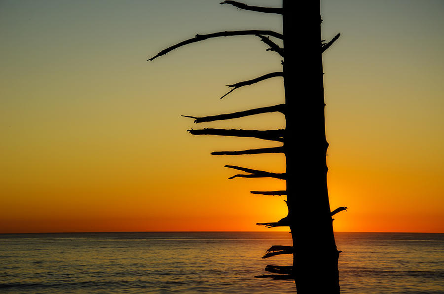Seaside Tree Branch Sunset 2 Photograph by Pelo Blanco Photo
