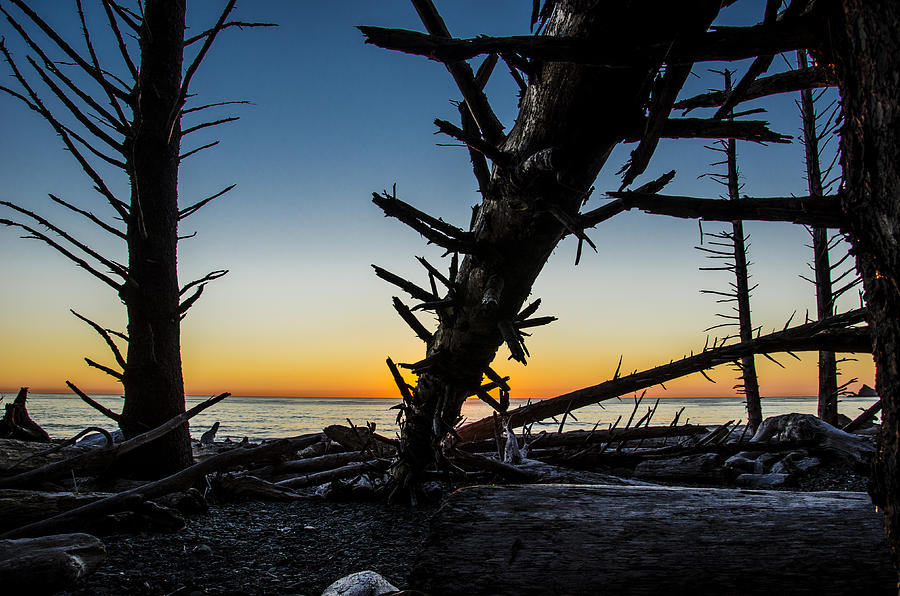 Seaside Tree Branch Sunset 3 Photograph by Pelo Blanco Photo