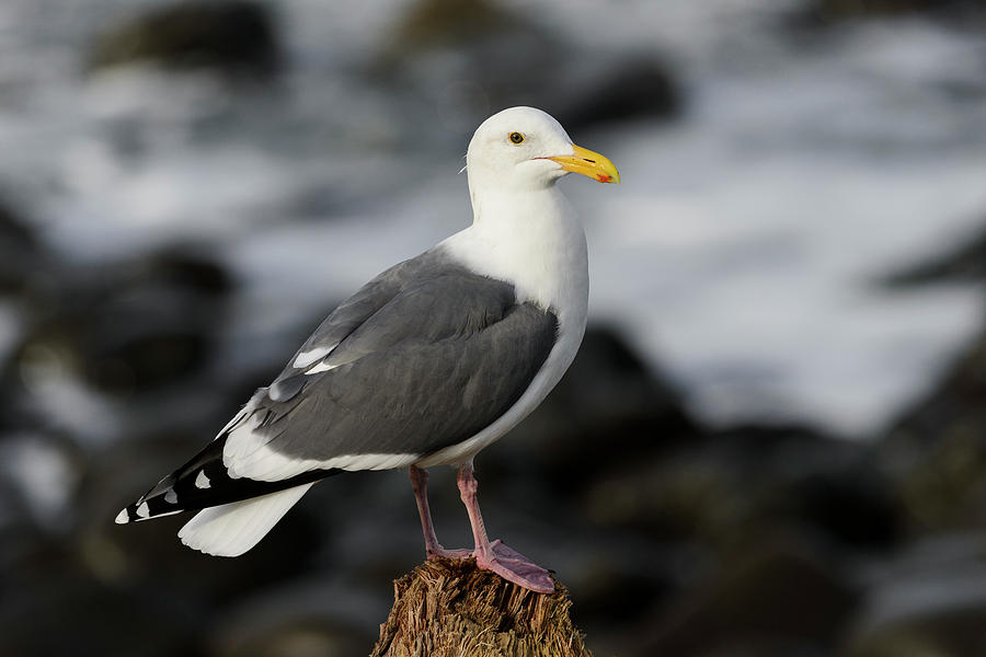 Seaside Western Gull Photograph by Robert Potts