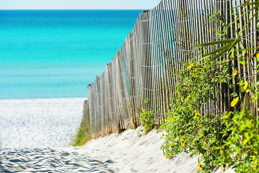Seaside Wildflower Sand Fence Photograph by Kurt Lischka