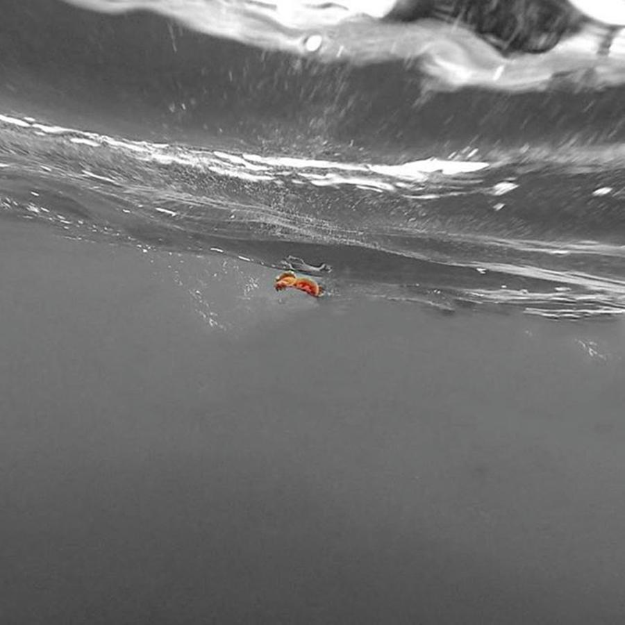 Seaslug Photograph - Seaslug.

#amamiisland #amamioshima by Yuto Midori