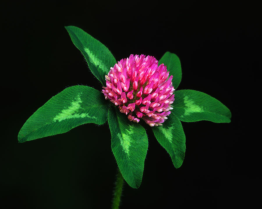 Flower Photograph - Season Of Clover  by Bijan Pirnia