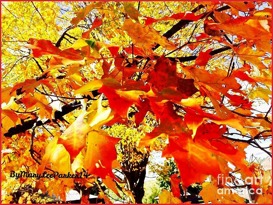 Season Of  Colors Photograph by MaryLee Parker