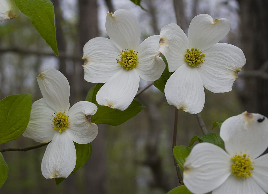 Season of Dogwood Photograph by Andrei Shliakhau - Pixels