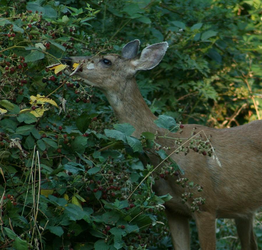 Deer Photograph - Season of Plenty  by Teresa A Lang