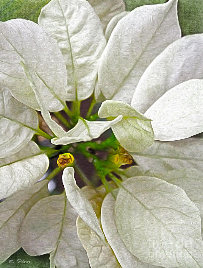 Seasonal White Poinsettia Photograph by Nina Silver