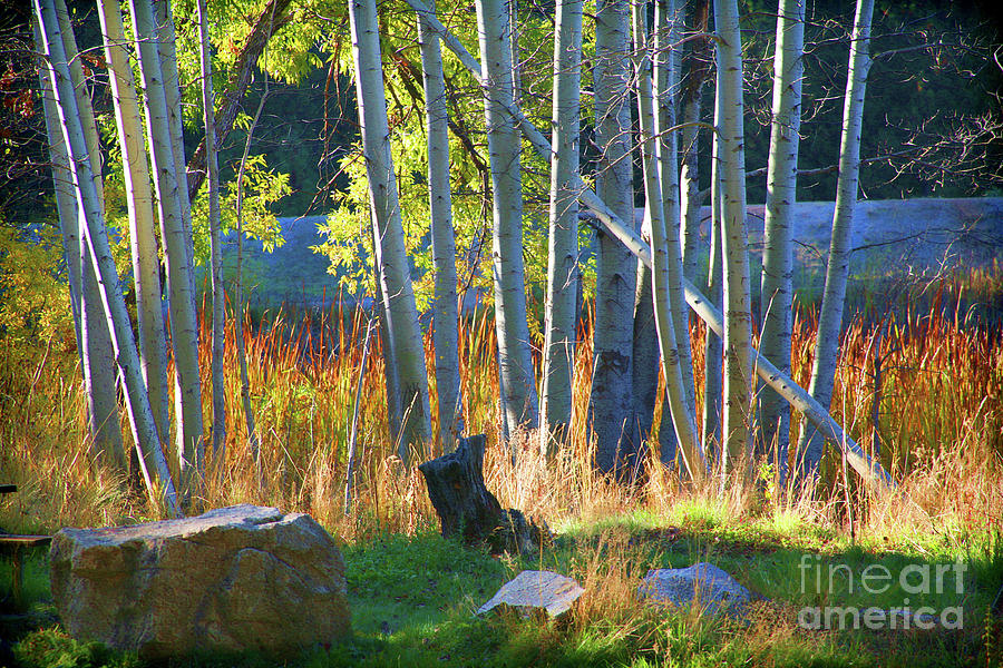 Seasons Autumn  Photograph by Chuck Kuhn