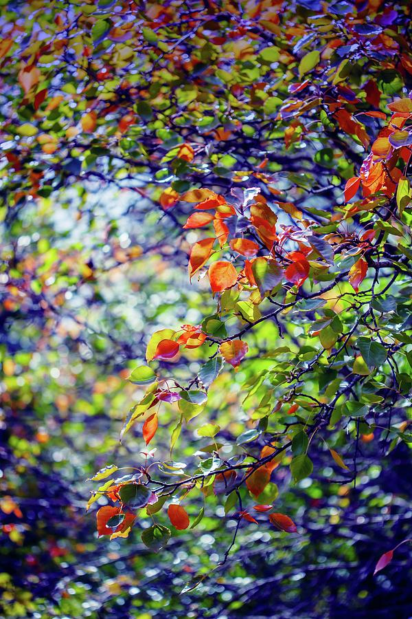 Nature Photograph - Seasons Change by Az Jackson