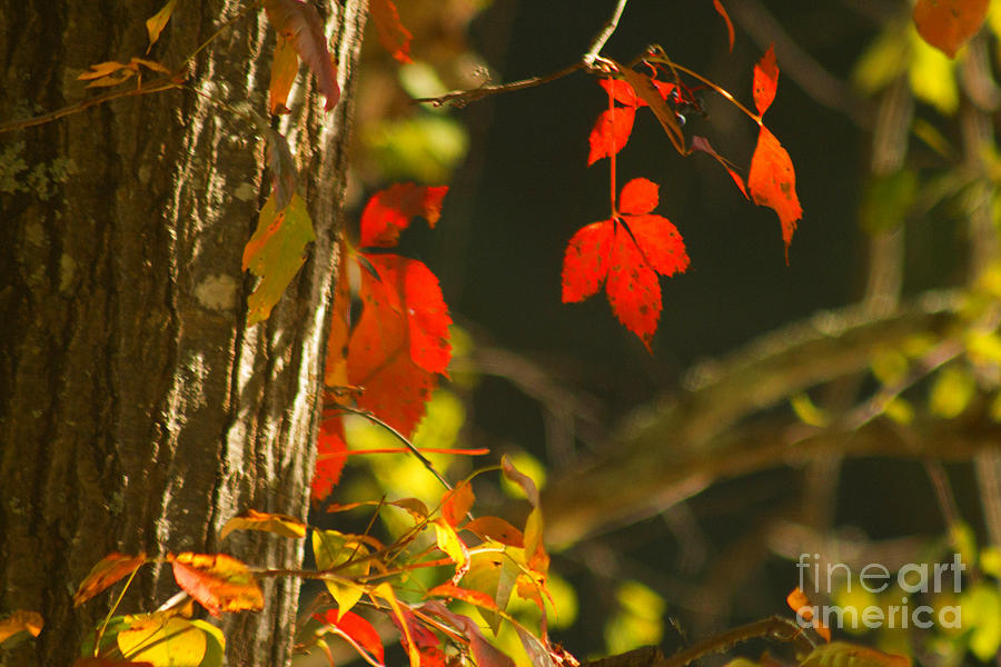 Fall Photograph - Seasons Change by Howard Tenke