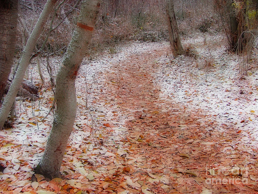 Seasons Change Photograph by Katie LaSalle-Lowery