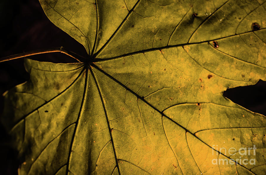 Seasons Change Botanical / Autumn Foliage / Nature Photograph Photograph by PIPA Fine Art - Simply Solid