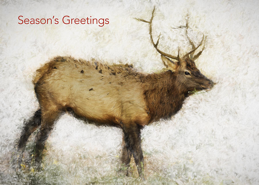Seasons Greetings Elk Card Photograph by Belinda Greb