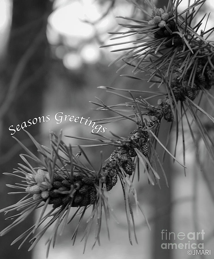 Seasons Greetings Photograph by Jacquelinemari