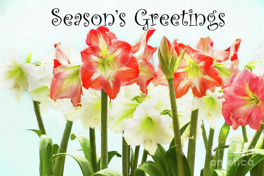 Seasons Greetings Photograph by Marilyn Cornwell