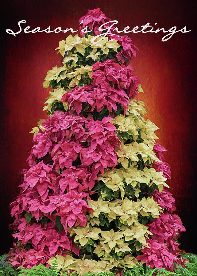 Seasons Greetings - Poinsetta Tree Photograph by Susan Rissi Tregoning