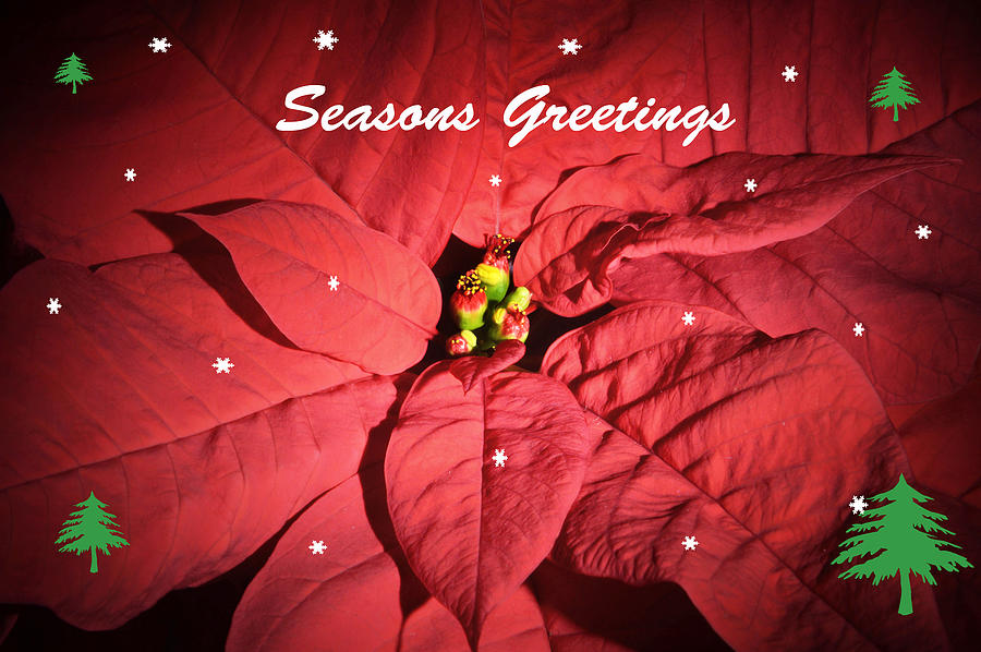 Seasons Greetings Photograph by Terence Davis
