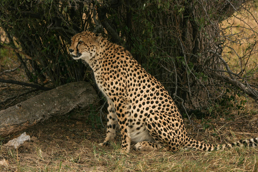 Seated Cheetah Photograph by Karen Zuk Rosenblatt