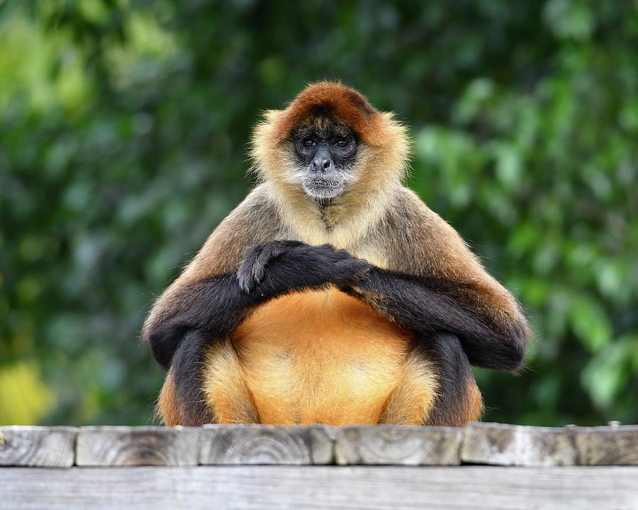 Seated Gibbon Photograph by Artful Imagery