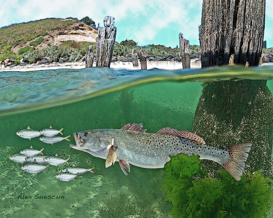 Seatrout Attack Painting by Alex Suescun