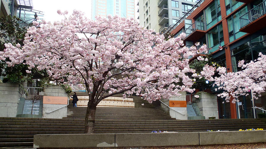 Seattle Blossom Photograph by Brooke Bowdren