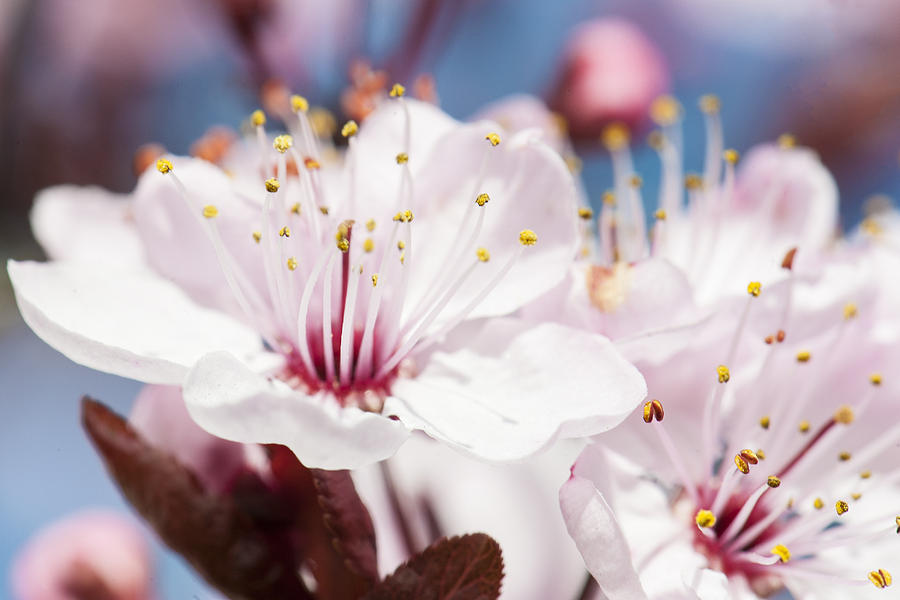 Seattle Cherry Blossoms Photograph by Matt McDonald