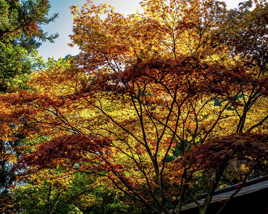 Seattle Japanese Garden Hours