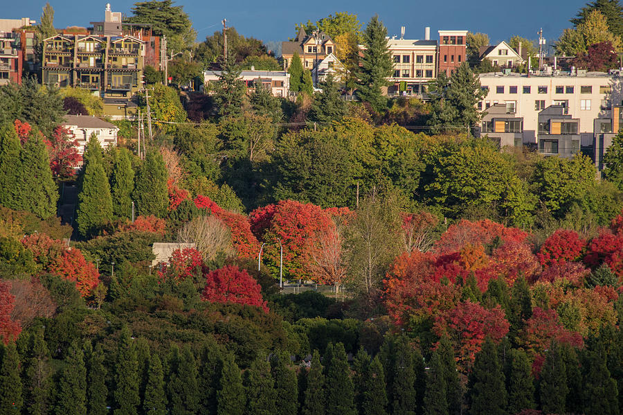 Seattle neighborhood fall colors Photograph by Matt McDonald