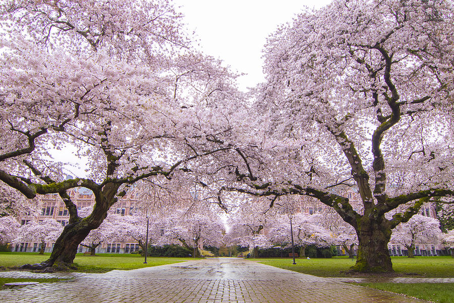Seattle Spring Cherry Trees in Bloom Photograph by Matt McDonald