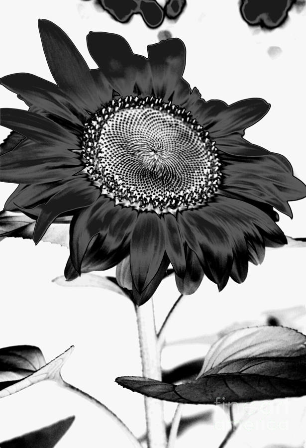 Seattle Sunflower BW Invert - Stronger Photograph by Heather Kirk
